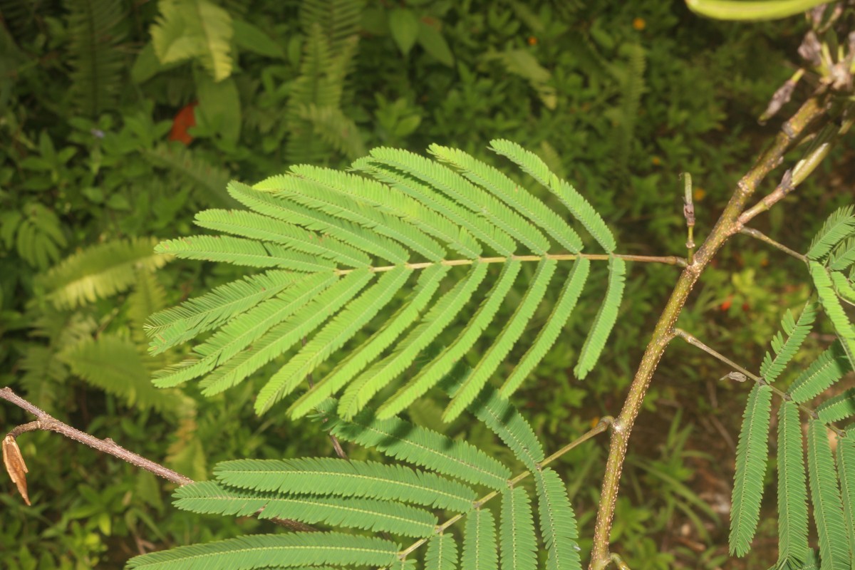 Calliandra houstoniana var. calothyrsus (Meisn.) Barneby